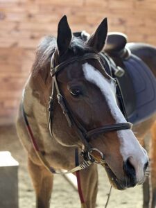 dressage-appendix-horse