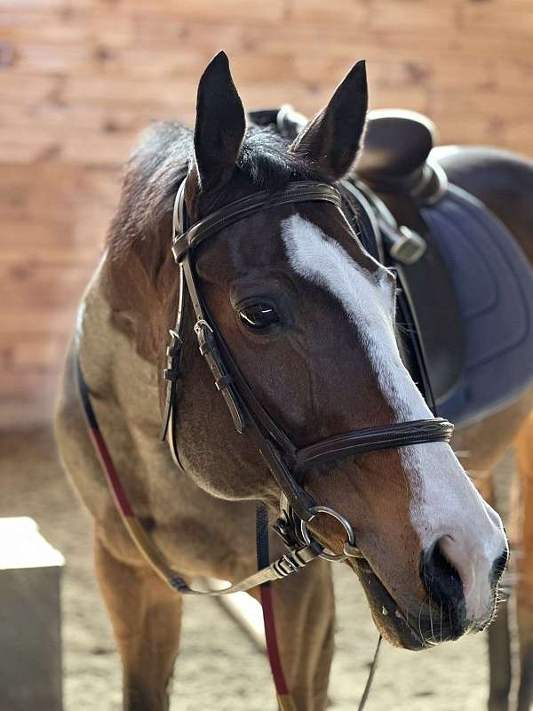 dressage-appendix-horse